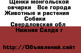 Щенки монгольской овчарки - Все города Животные и растения » Собаки   . Свердловская обл.,Нижняя Салда г.